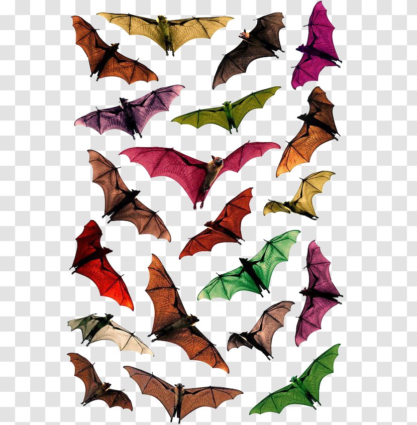 Megabat Flying Foxes Stock Photography - Painted Bat - Colored Transparent PNG