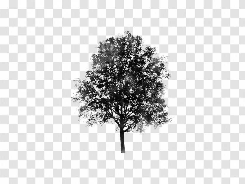 Branch Tree Pine Evergreen Woody Plant Transparent PNG