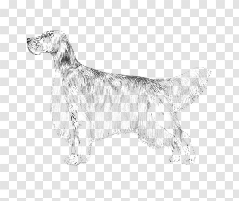 English Setter Dog Breed Spaniel Companion - Sporting Group Transparent PNG