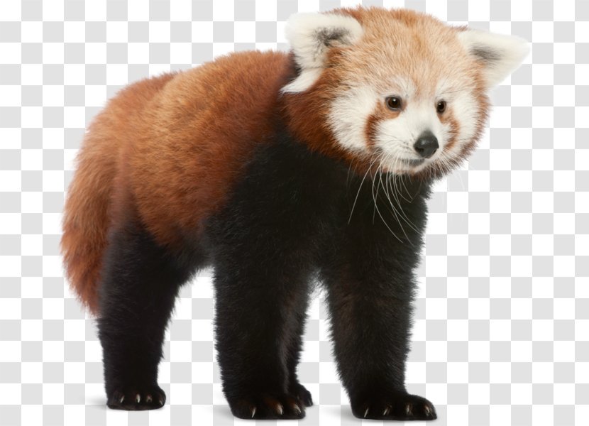 Red Panda Giant Bear Cat Shutterstock - Carnivoran Transparent PNG