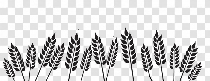 Black And White Wheat Organization - Grass - Field Transparent PNG