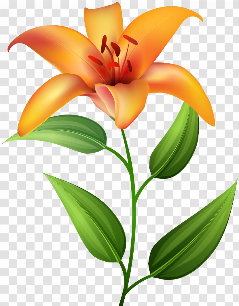 Icon Clip Art - Petal - Orange Lilium Transparent Transparent PNG