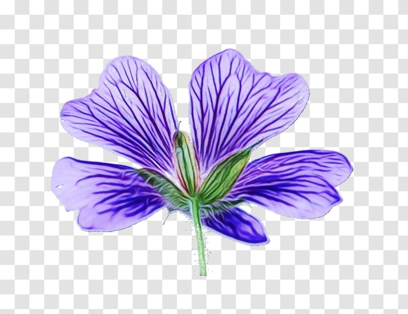 Flower Purple Violet Petal Plant - Crocus Geraniales Transparent PNG