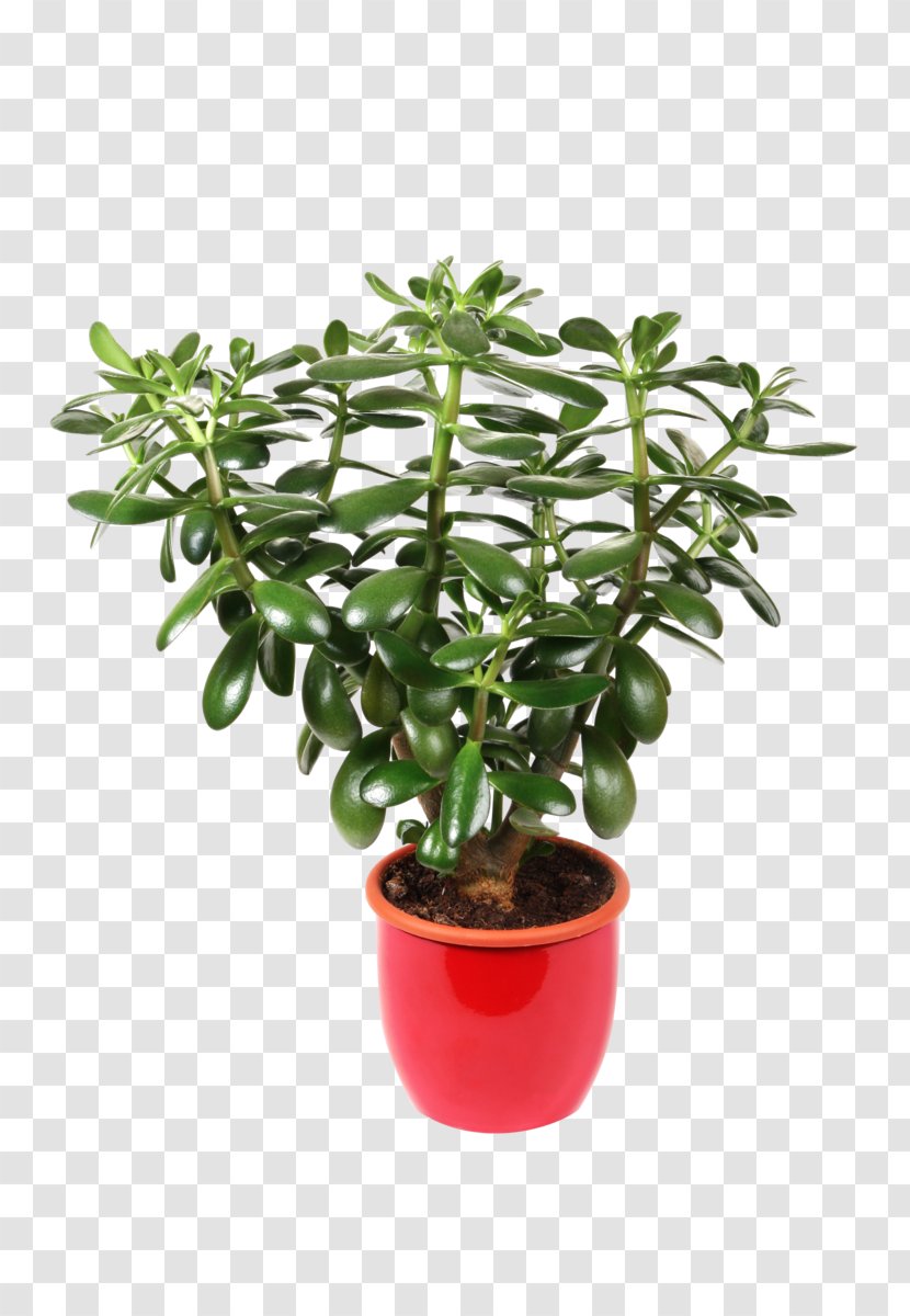 Jade Plant Houseplant Stock Photography Royalty-free Flowerpot - Bougainvillea Transparent PNG