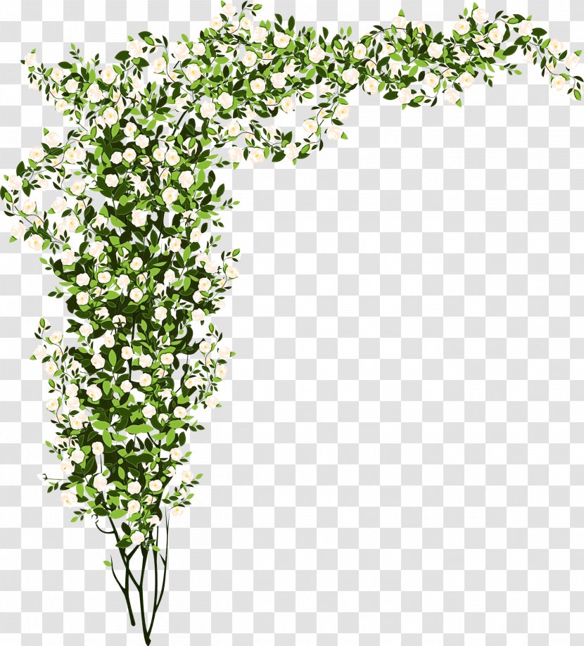 Ivy - Family Flowering Plant Transparent PNG