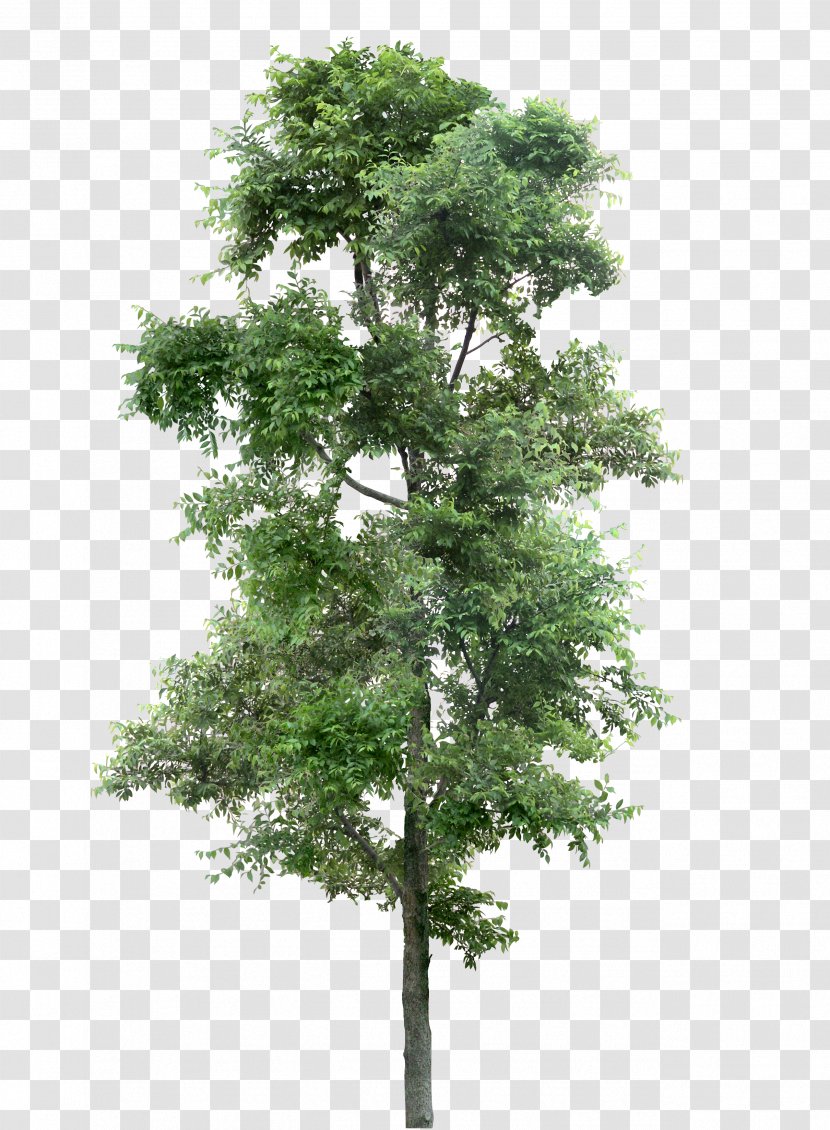 Larch Tree Populus Nigra Plant Transparent PNG