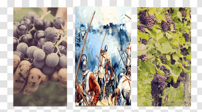 Grape Successful Berry Growing: How To Plant, Prune, Pick And Preserve Bush Vine Fruits Wine Stock Photography - Grapevine Family Transparent PNG