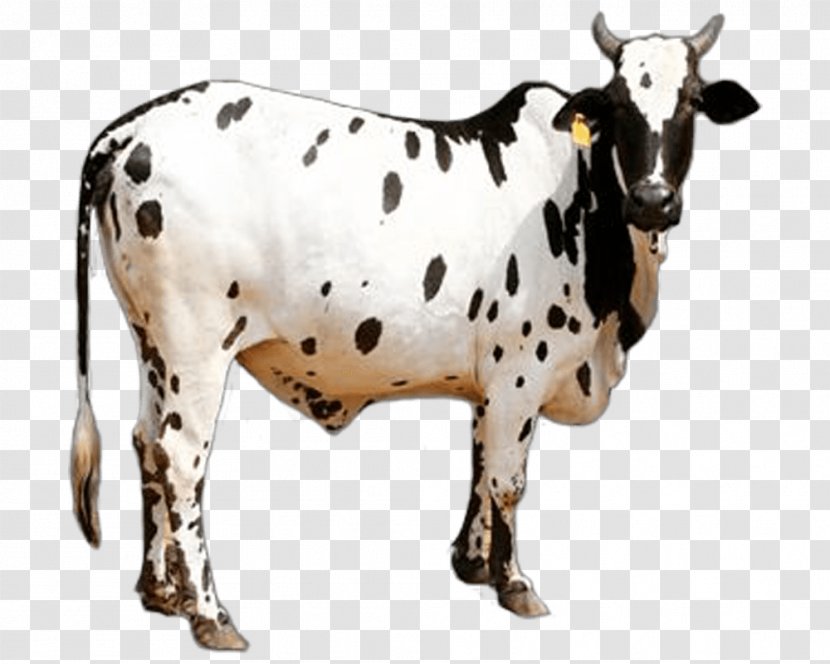 Dangi Cattle Gyr Khillari Sahiwal Deoni - Zebu - Cow Transparent PNG