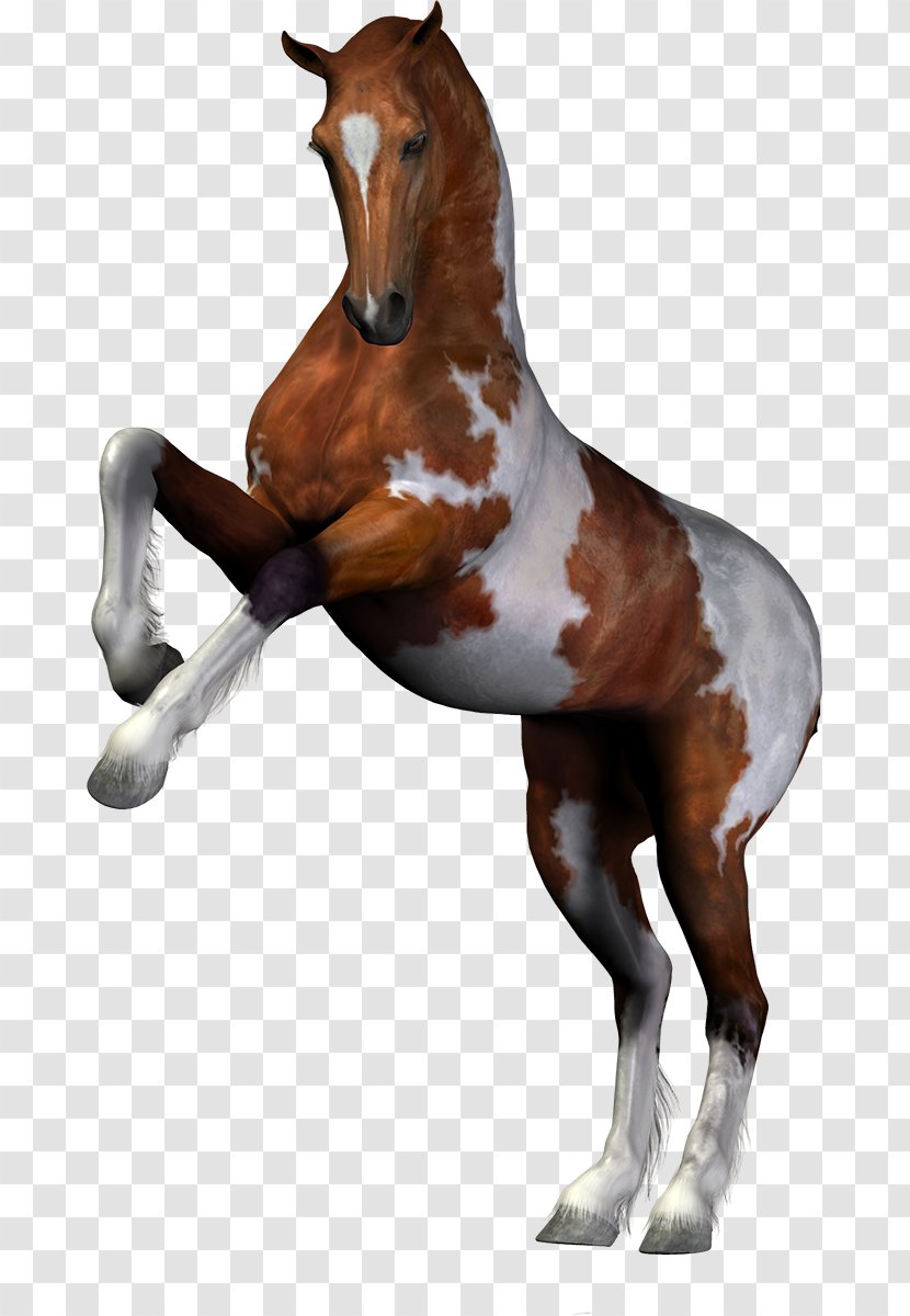 Stallion Mane Mustang Mare - Horse Transparent PNG