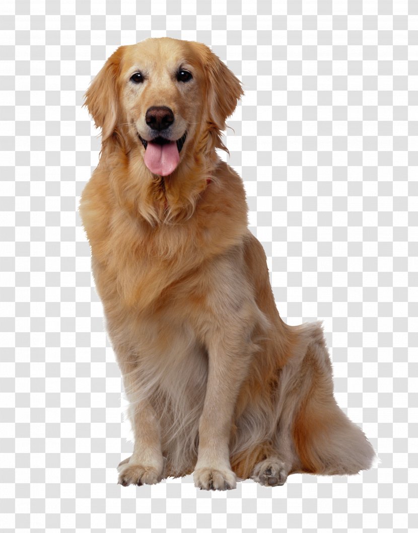 Golden Retriever Labrador Pet Sitting Puppy Purebred Dog - Toy - Dogs Transparent PNG