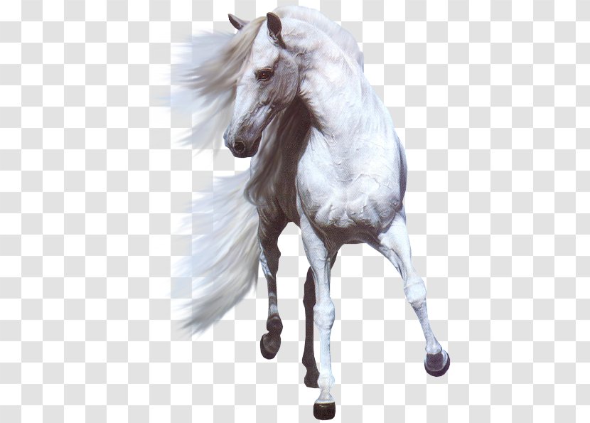 American Paint Horse Horses Hinny White Black Transparent PNG