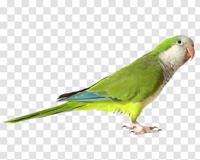 Parrot Download - Green Images Transparent PNG