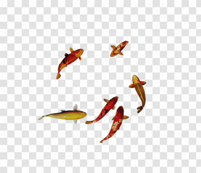Carassius Auratus - Fish - Goldfish Swimming Transparent PNG
