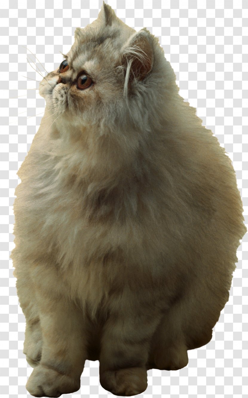 Persian Cat Asian Semi-longhair British Norwegian Forest Cymric - Semi Longhair - Kitten Transparent PNG