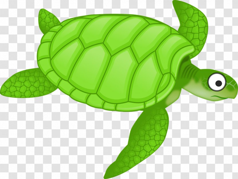 Green Sea Turtle Clip Art - Organism Transparent PNG