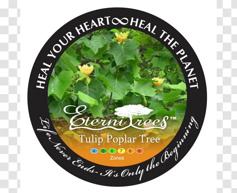 Liriodendron Tulipifera Tree Urn Cottonwood Garden - Cremation Transparent PNG