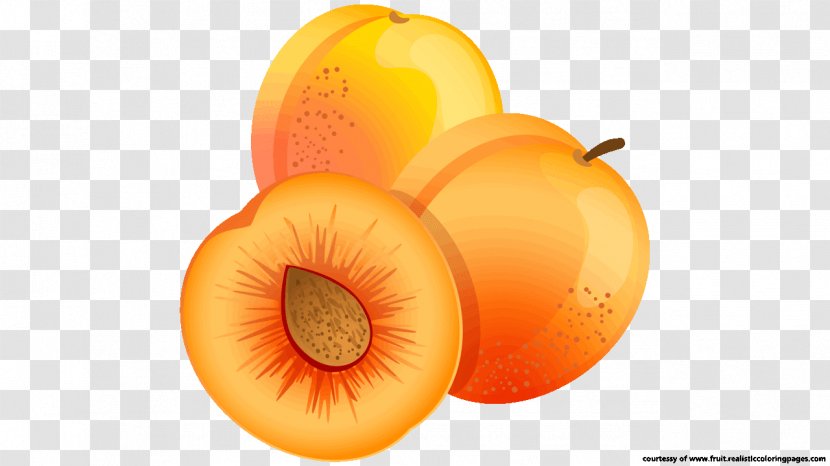 Apricot Fruit Food Clip Art - Kernel Transparent PNG