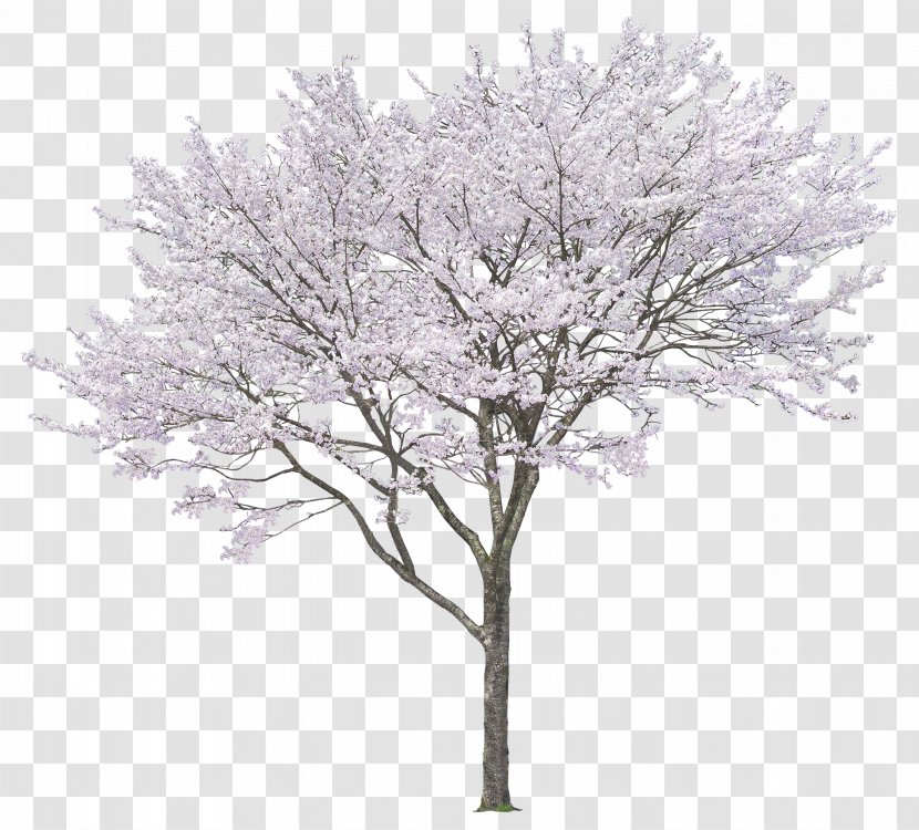 Tree Download Clip Art - Spring - Luxuriant Trees Transparent PNG