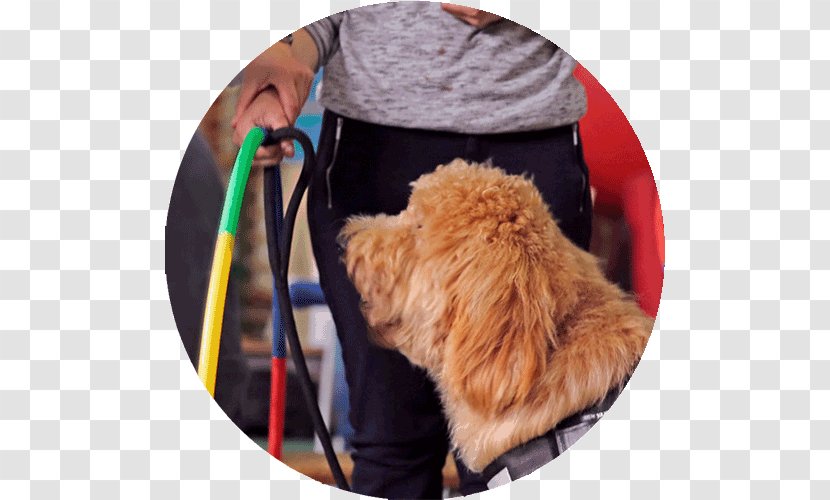 Dog Breed Australian Labradoodle Puppy Cane Corso - Breeder Transparent PNG