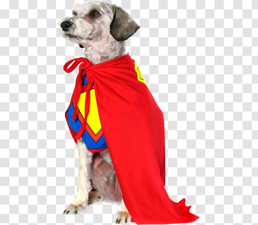 Halloween Costume Puppy Pet Boston Terrier - Schnauzer Transparent PNG