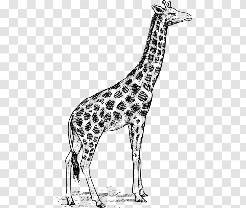 Giraffe Drawing Line Art Clip - Black And White Transparent PNG