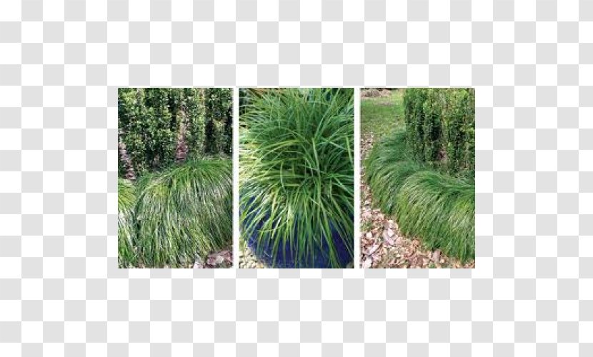 Lily Turf Plant Dianella Caerulea Shrub Liriope Spicata Transparent PNG