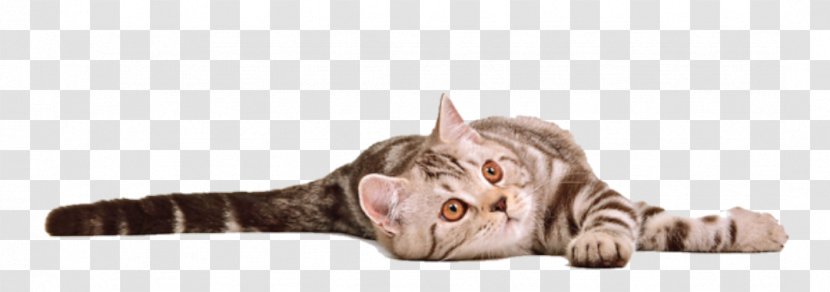 Cat Kitten Desktop Wallpaper - Veterinarian Transparent PNG