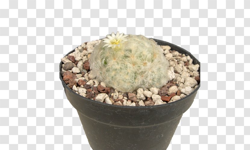 Citroën Cactus M Flowerpot - Succulent Plant - Caryophyllales Transparent PNG
