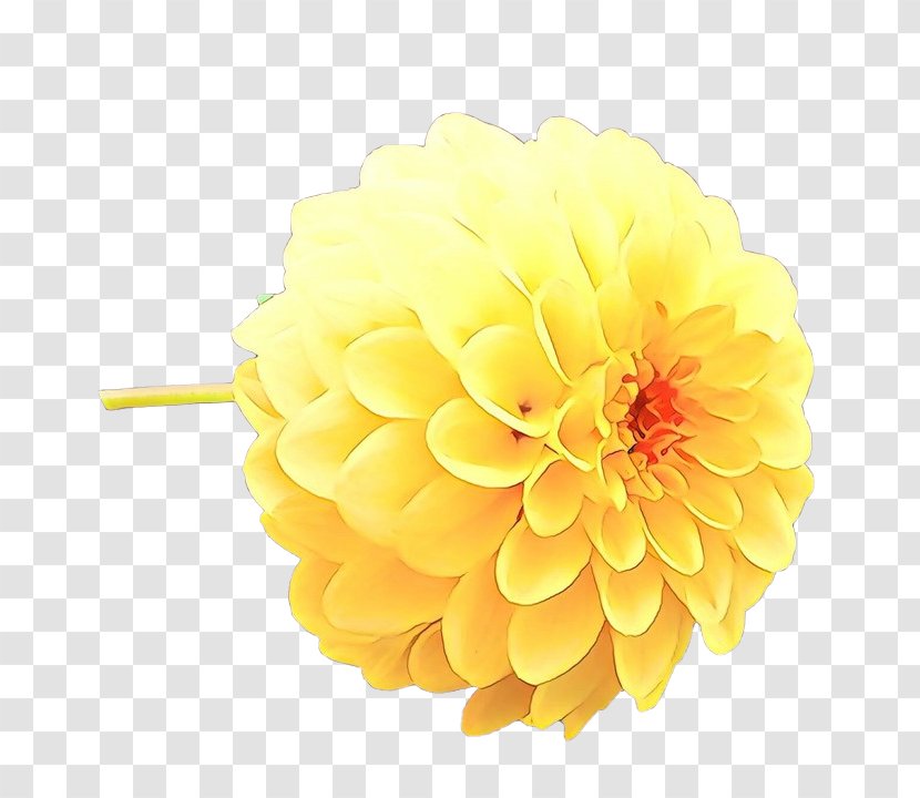 Flowers Background - Cut - English Marigold Daisy Family Transparent PNG