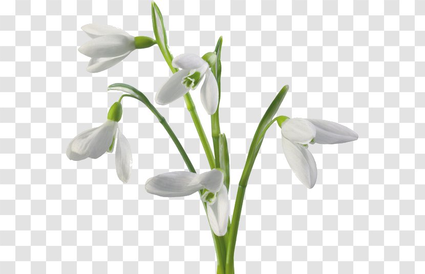 Snowdrop Flower Clip Art - Royaltyfree Transparent PNG