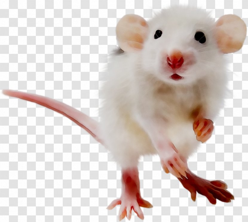 Dormouse Computer Mouse Whiskers Snout Transparent PNG