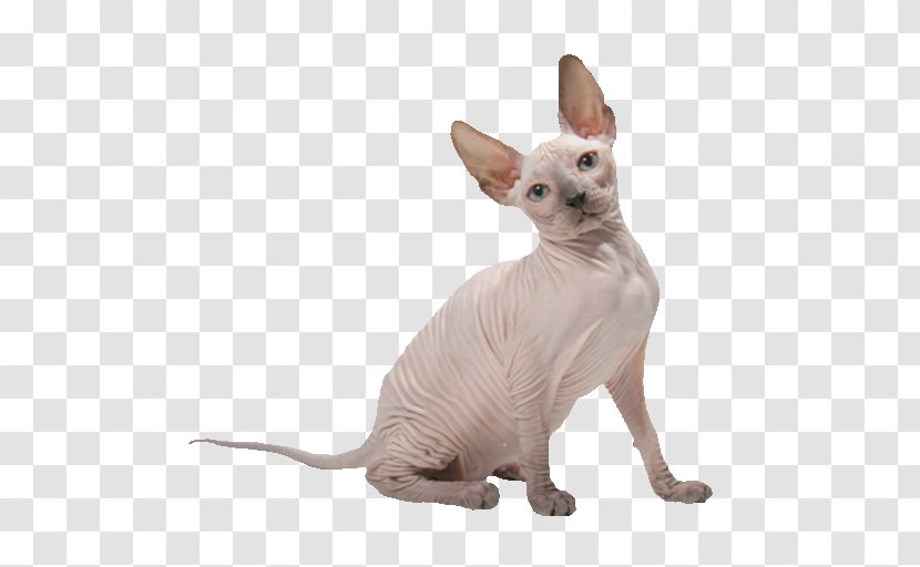 Sphynx Cat Donskoy Peterbald Whiskers Chat Rex - Mutation Transparent PNG