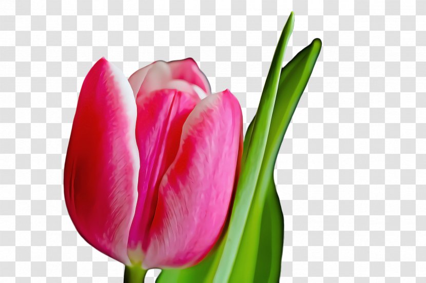 Watercolor Pink Flowers - Lady Tulip - Magenta Anthurium Transparent PNG