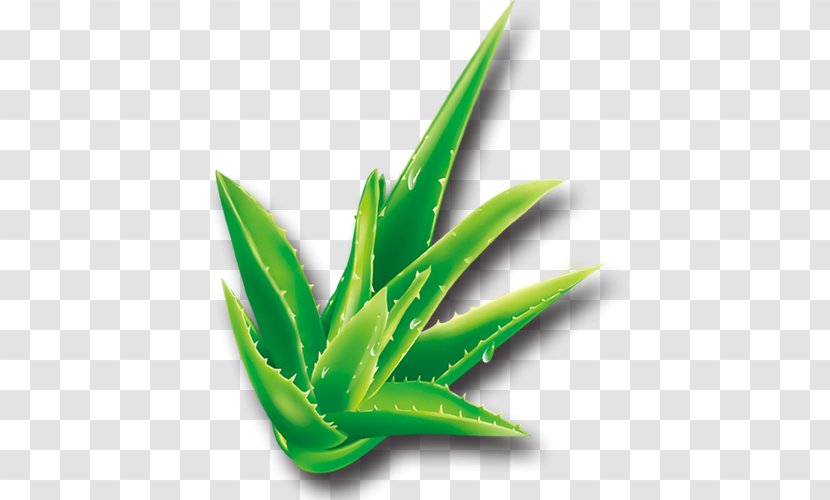 Aloe Vera Plant Asphodelaceae - Agave Transparent PNG