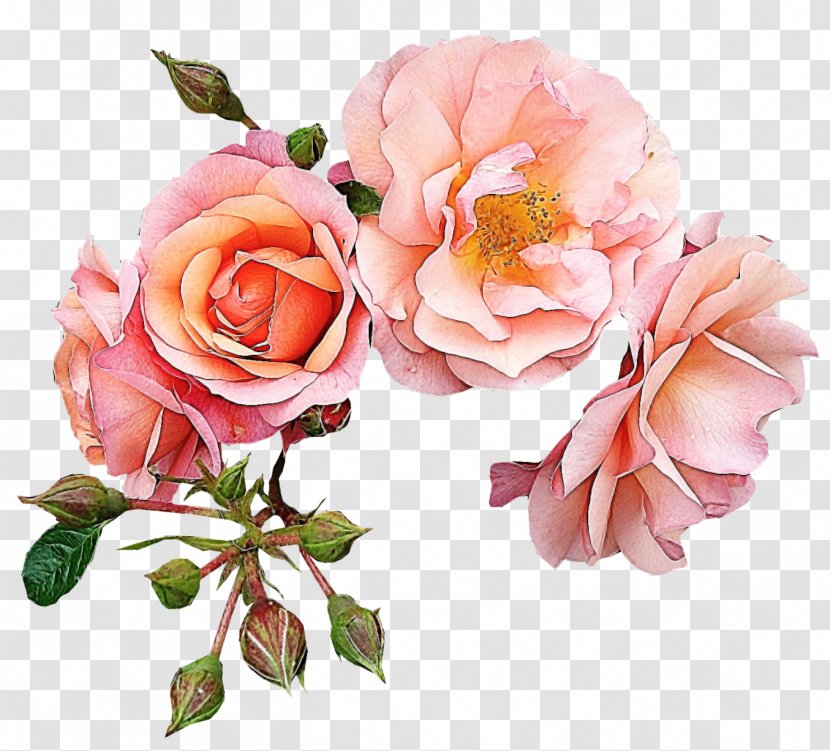 Garden Roses Flower Pink Clip Art - Floral Design - Patterns Transparent PNG