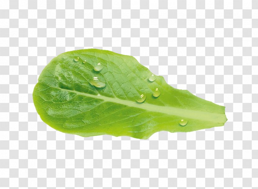 Leaf Vegetable Vinaigrette Lettuce Salade - Sugar Transparent PNG