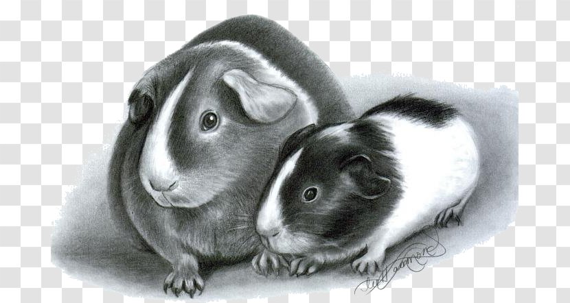 Teddy Guinea Pig Drawing Realistic Pets From Photographs - Pigs Transparent PNG