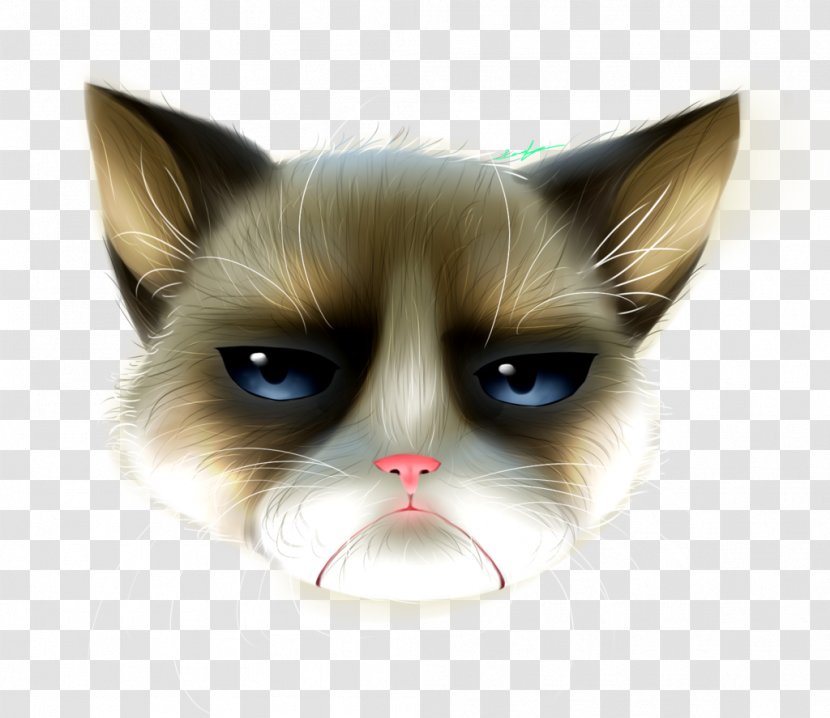 Whiskers Kitten Domestic Short-haired Cat Snout - Nose Transparent PNG
