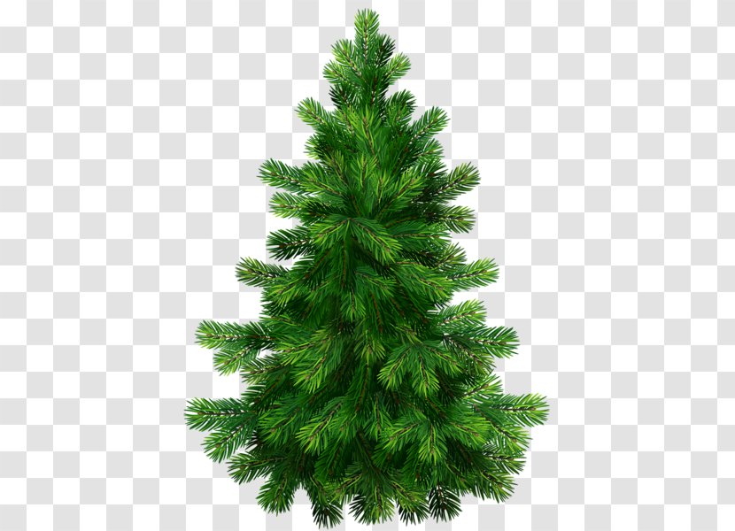 Pine Fir Tree Clip Art Transparent PNG