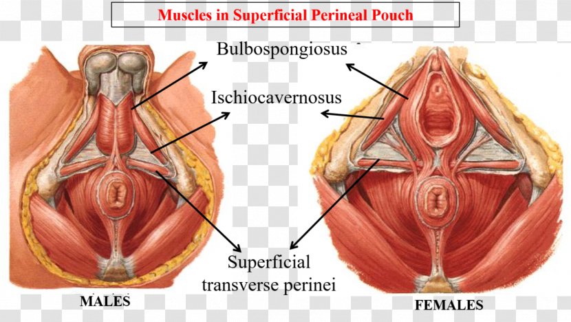 Perineum Anatomy Human Body Male Reproductive System Pelvis - Frame - Muscle Transparent PNG