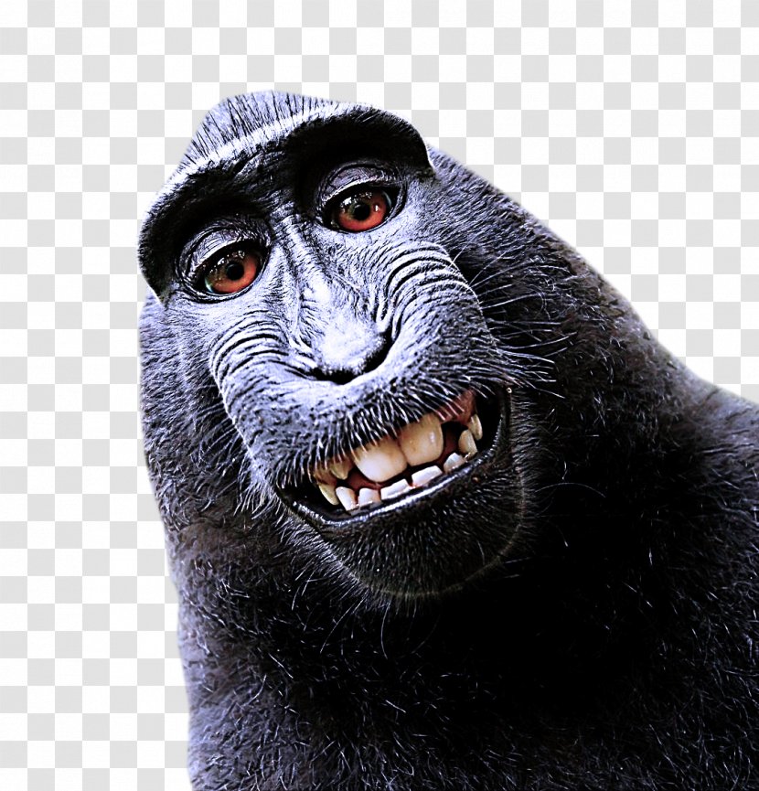 Old World Monkey Snout Macaque Wildlife Common Chimpanzee - Smile Transparent PNG