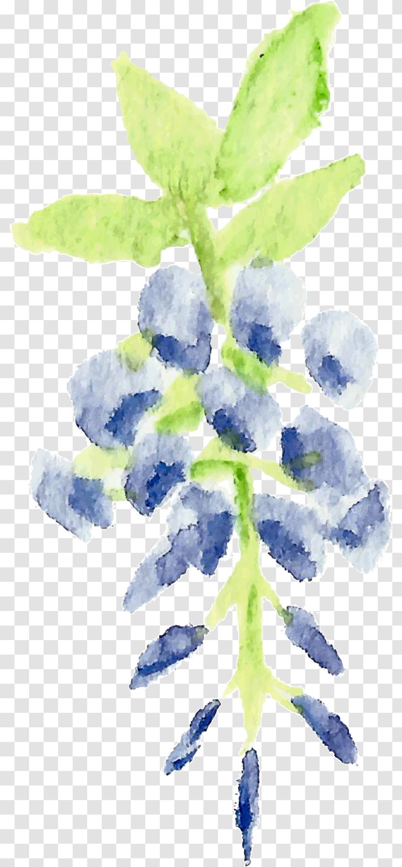 Blue Lilac Lavender Violet Watercolor Painting - Flower - Wisteria Transparent PNG