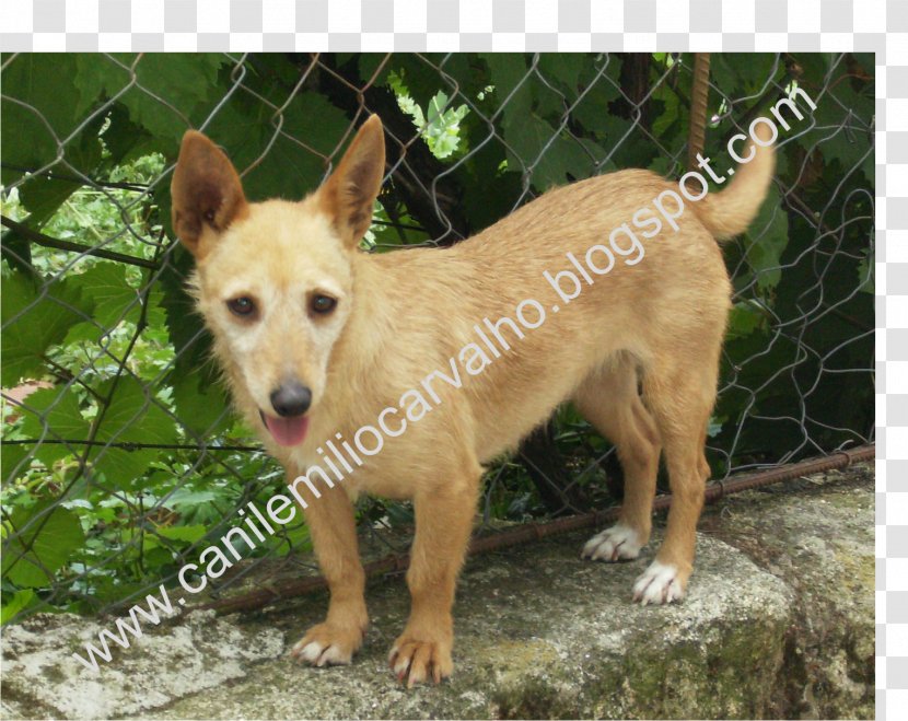 Portuguese Podengo Dog Breed Canaan Rare (dog) Beagle - Portugues Transparent PNG