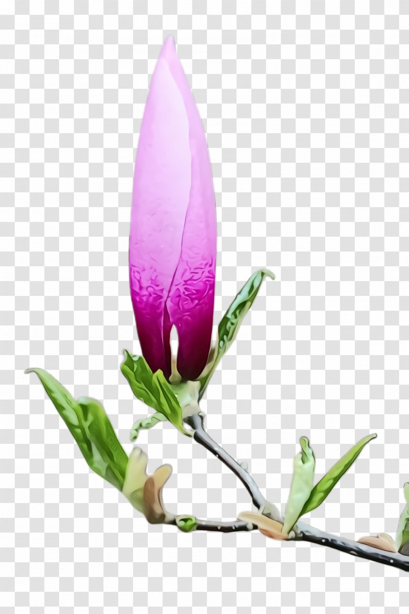 Flower Flowering Plant Bud Petal - Crocus - Anthurium Transparent PNG