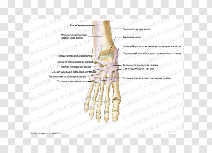 Thumb Foot Anterior Talofibular Ligament Bone - Watercolor - Bander Transparent PNG