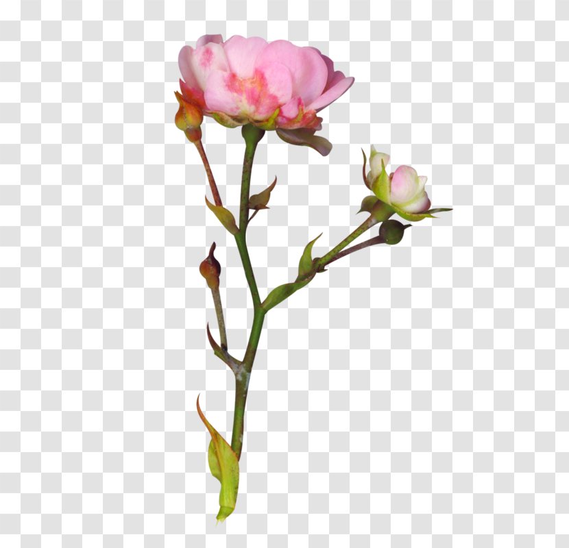 Garden Roses Peony Cut Flowers - Flowering Plant - Clarkia Flower Transparent PNG