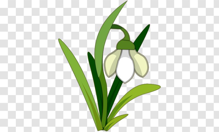 Snowdrop Flower Royalty-free Clip Art - Galanthus - Tattoo Transparent PNG