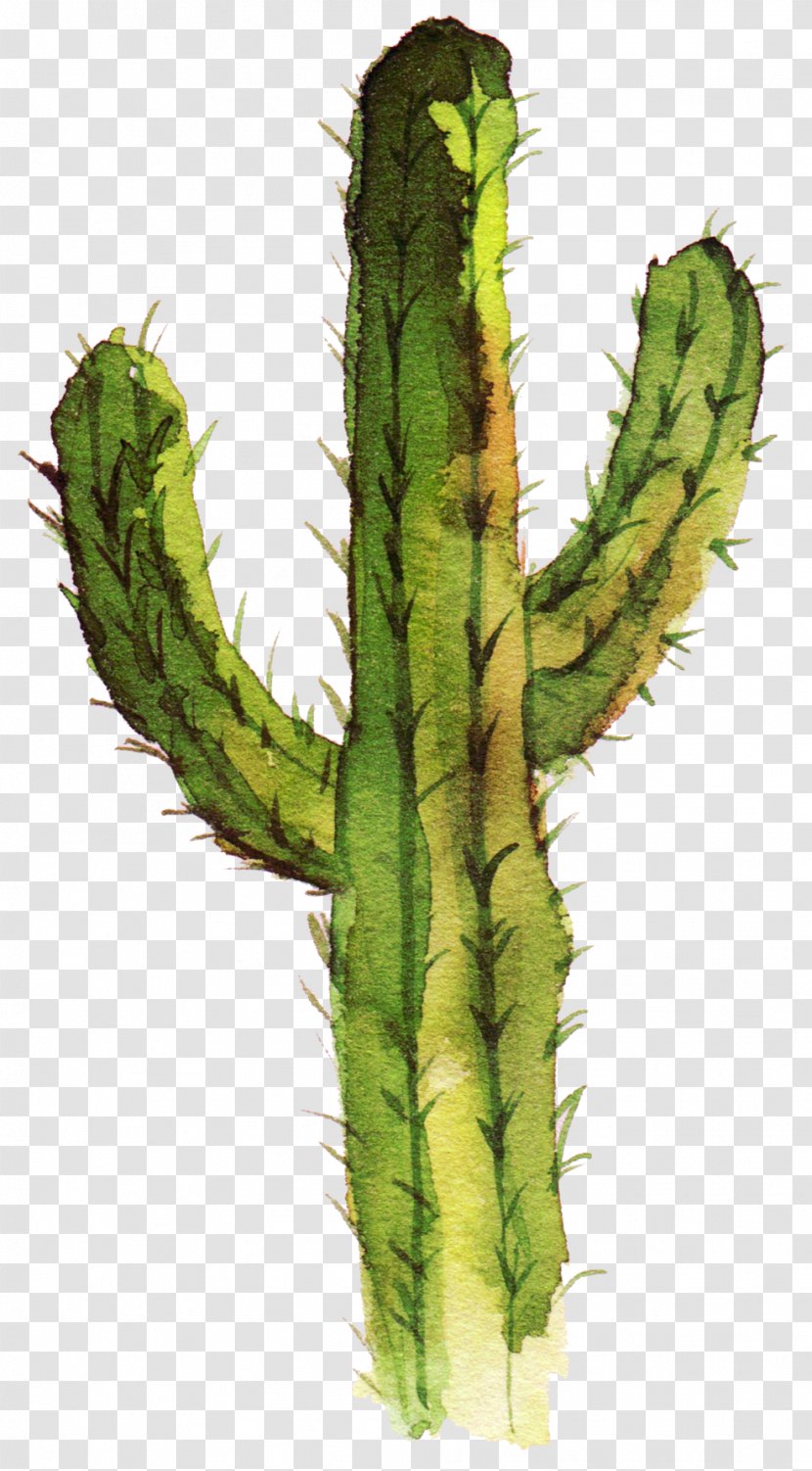 Cactaceae Drawing Idea - Art - Watercolor Cactus,Cactus Tree Transparent PNG