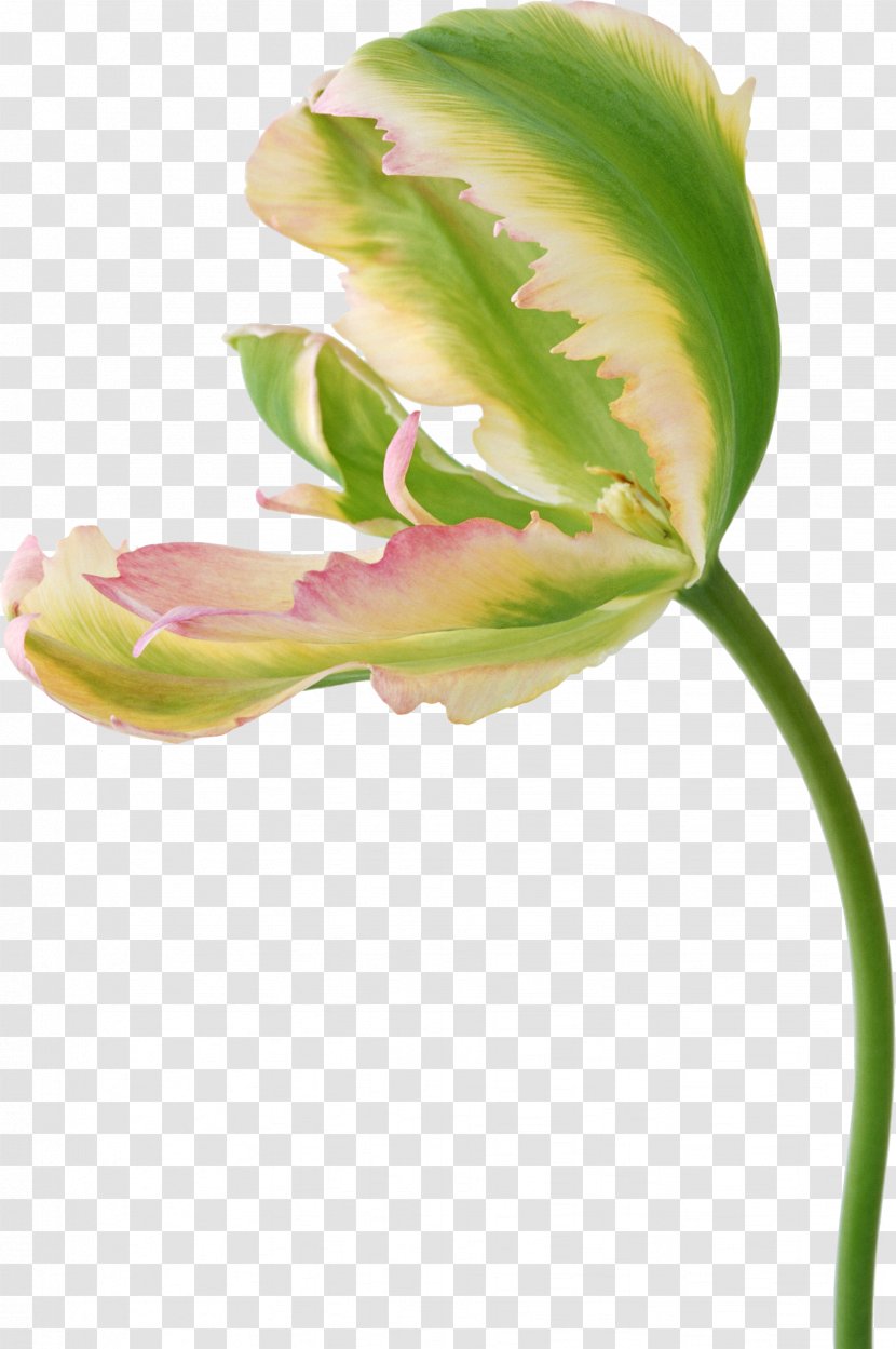 Flower Tulip Photography Clip Art Transparent PNG