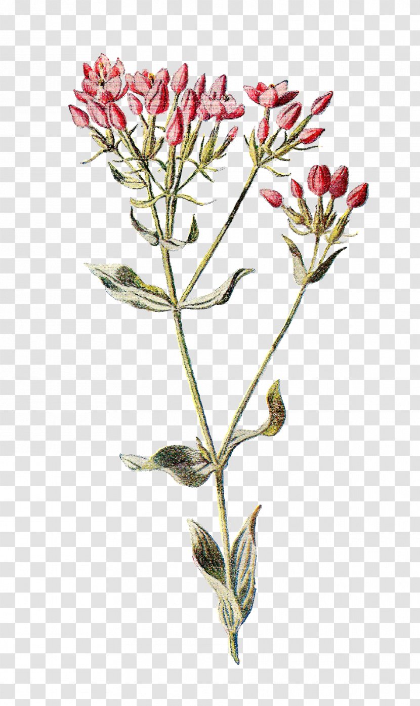 Familiar Wild Flowers Botany Wildflower Botanical Illustration Clip Art - Plant Stem - Flower Transparent PNG